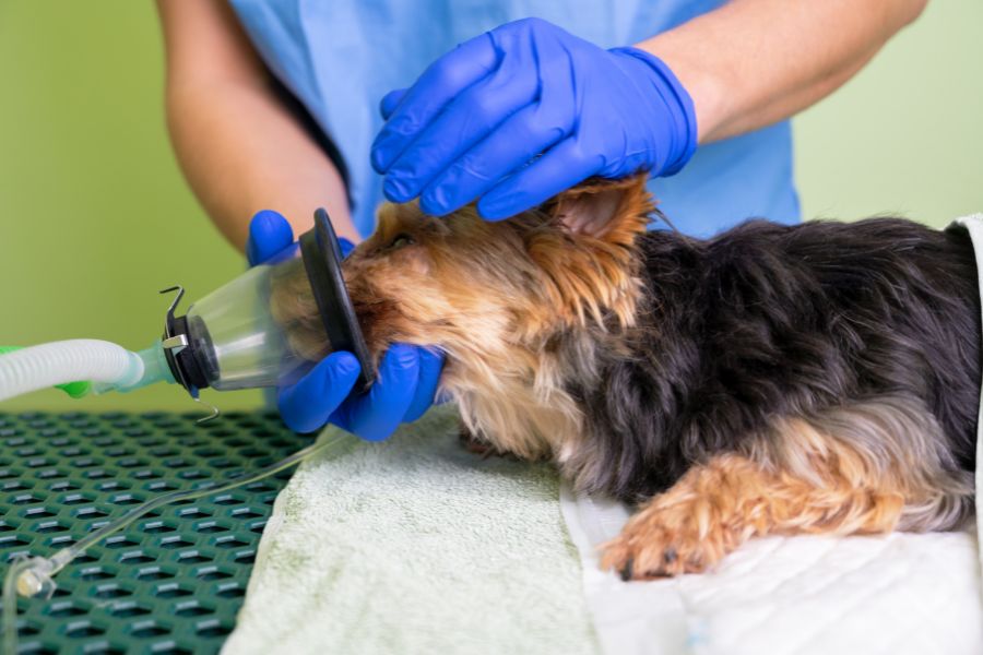 Tlenoterapia dla zwierząt
